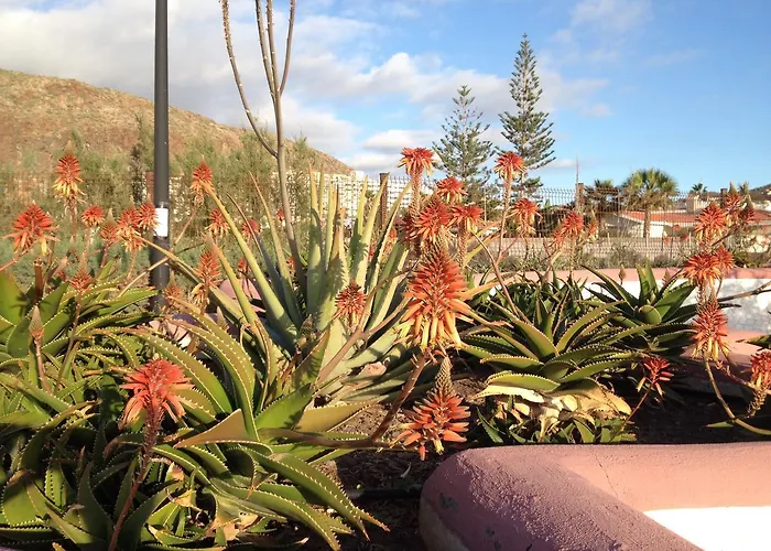 Orlando Apartment Costa Adeje (Tenerife)